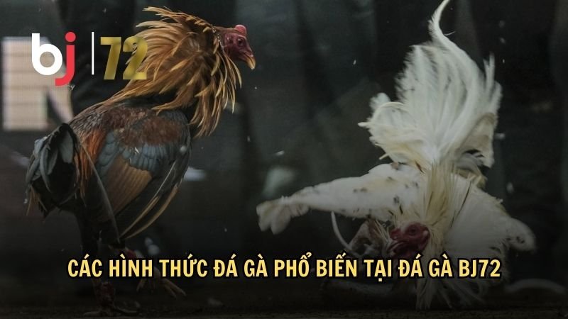 Các hình thức đá gà phổ biến nhất hiện nay tại đá gà BJ72