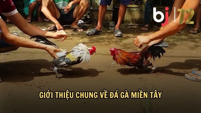 Giới thiệu chung về đá gà miền Tây
