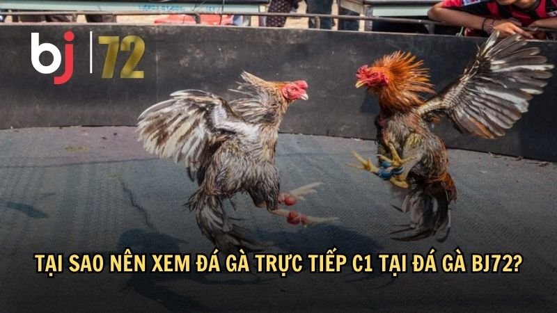 Tại sao nên xem đá gà trực tiếp C1 tại đá gà BJ72?